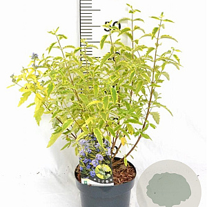 Caryopteris cland. 'Summer Sorbet' 30-40 cm 3,0L