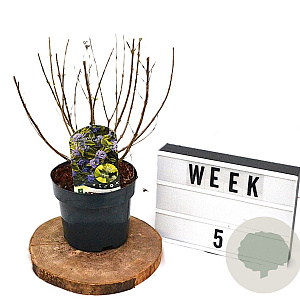 Caryopteris cland. 'Summer Sorbet' 30-40 cm 3,0L