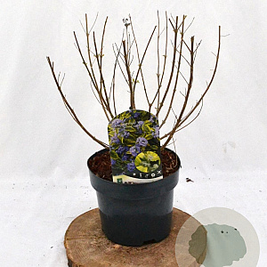 Caryopteris cland. 'Summer Sorbet' 30-40 cm 3,0L