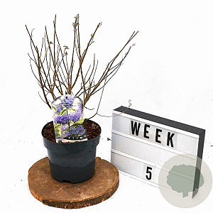 Caryopteris cland. 'White Surprise' 30-40 cm 3,0L