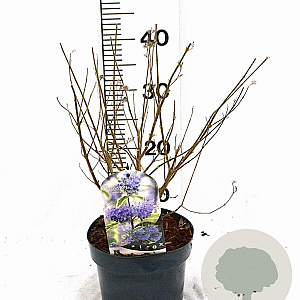 Caryopteris cland. 'White Surprise' 30-40 cm 3,0L