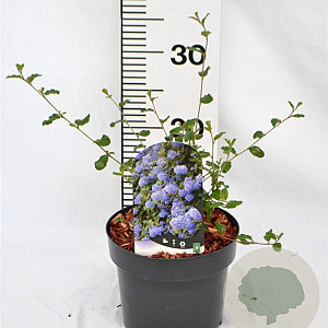 Ceanothus 'Burkwoodii' 30-40 cm 3,0L
