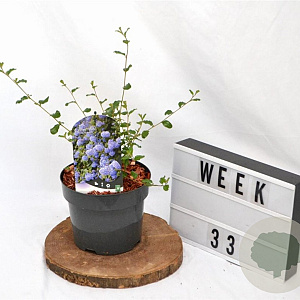 Ceanothus 'Burkwoodii' 30-40 cm 3,0L