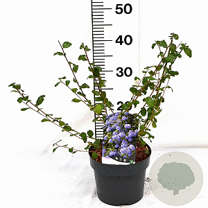 Ceanothus 'Burkwoodii' 30-40 cm 3,0L