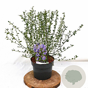 Ceanothus 'Concha' 30-40 cm 3,0L