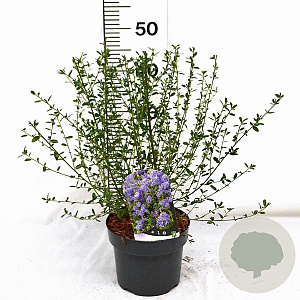 Ceanothus 'Concha' 30-40 cm 3,0L