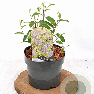 Ceanothus del. 'Henri Défossé' 30-40 cm 3,0L