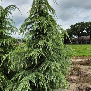 Cedrus deodara 275-300 cm draadkluit