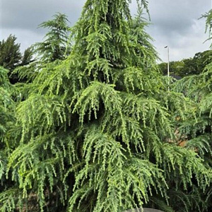 Cedrus deodara 275-300 cm draadkluit