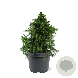 Cryptomeria j. 'Monstrosa Nana' 25-30 cm 3,5L