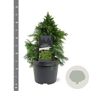 Cryptomeria j. 'Monstrosa Nana' 25-30 cm 3,5L
