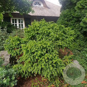 Cryptomeria j. 'Monstrosa Nana' 25-30 cm 3,5L