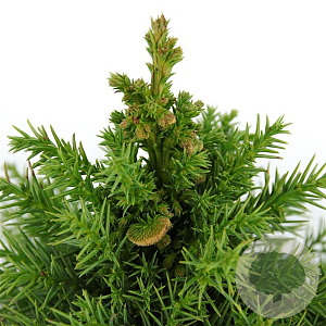 Cryptomeria j. 'Monstrosa Nana' 25-30 cm 3,5L