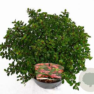 Escallonia 'Red Dream' 25-30 cm 3,0L