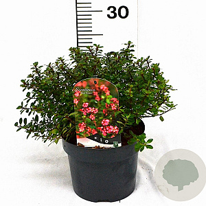 Escallonia 'Red Dream' 25-30 cm 3,0L