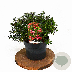 Escallonia 'Red Dream' 25-30 cm 3,0L