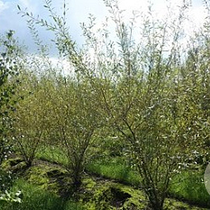 Salix purpurea 40-60 cm wortelgoed struik
