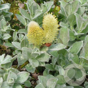 Salix repens nitida 40-60 cm wortelgoed struik