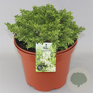 Hebe rakaiensis GM C5