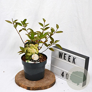 Hydrangea pan. 'Grandiflora' 30-40 cm 3,0L