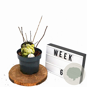 Hydrangea pan. 'Grandiflora' 30-40 cm 3,0L