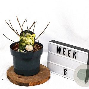 Hydrangea pan. 'Grandiflora' 40-60 cm 5,0L