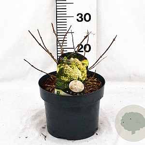 Hydrangea pan. 'Grandiflora' 40-60 cm 5,0L