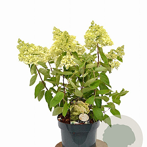 Hydrangea pan. 'Grandiflora' 40-60 cm 5,0L