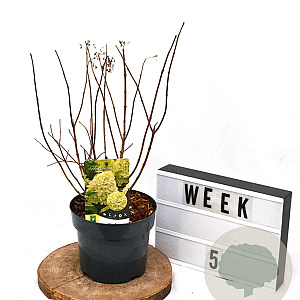 Hydrangea pan. 'Limelight' 40-60 cm 3,0L