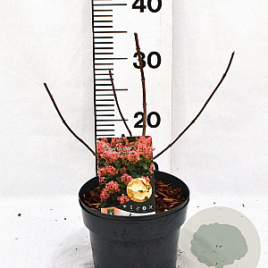 Hydrangea pan. 'Pink Diamond' 30-40 cm 3,0L