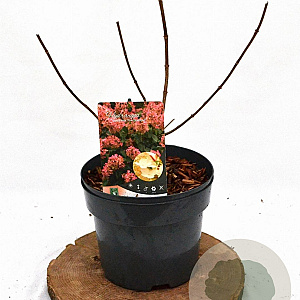 Hydrangea pan. 'Pink Diamond' 30-40 cm 3,0L