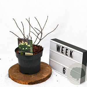 Hydrangea pan. 'Polar Bear' 30-40 cm 3,0L