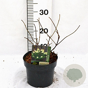 Hydrangea pan. 'Polar Bear' 30-40 cm 3,0L
