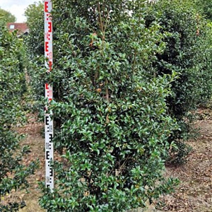 Ilex aquipernyi Dragon Lady 160-180 cm draadkluit