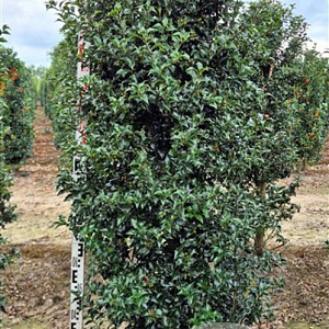 Ilex aquipernyi Dragon Lady 160-180 cm draadkluit