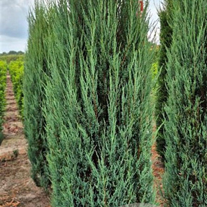 Juniperus s. 'Blue Arrow' 200-225 cm draadkluit extra