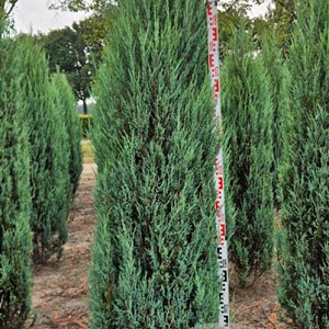 Juniperus s. 'Blue Arrow' 225-250 cm draadkluit extra