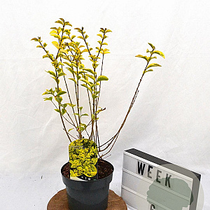 Ligustrum oval. 'Aureum' 30-40 cm 3,0L