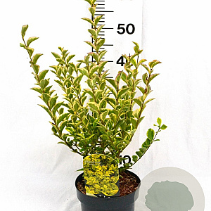 Ligustrum oval. 'Aureum' 30-40 cm 3,0L