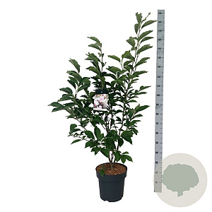 Magnolia soulangeana 125-150 cm 15L