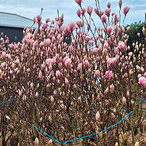 Magnolia soulangeana 150-175 cm draadkluit extra