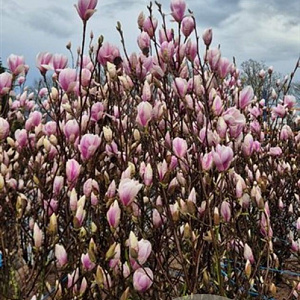 Magnolia soulangeana 150-175 cm draadkluit extra