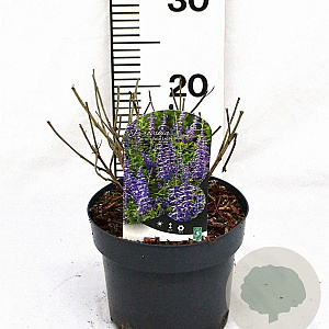 Perovskia atripl. Lacey Blue 25-30 cm 3,0L