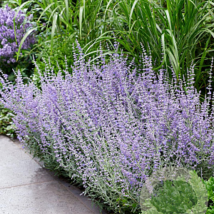 Perovskia atripl. 'Prime Time' 40-50 cm 3,0L