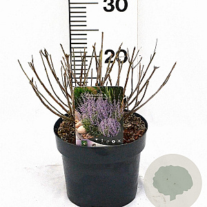 Perovskia atripl. 'Prime Time' 40-50 cm 3,0L