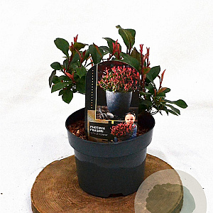 Photinia fraseri 'Little Fenna' 25-30 cm 2,0L