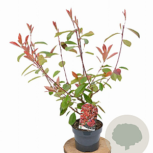 Photinia fraseri Red Light 40-50 cm 3,0L