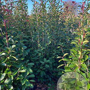 Photinia fraseri 'Red Robin' 150-175 cm met kluit