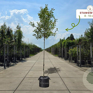 Photinia fraseri 'Red Robin' 150-175 cm met kluit