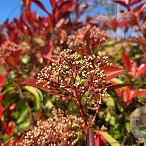 Photinia fraseri 'Red Robin' 150-175 cm met kluit